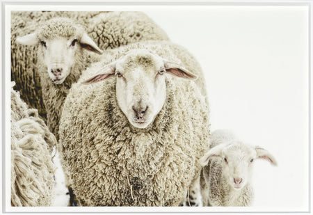 Art -  Wooly Stare Framed with Glass (1 in stock)